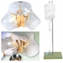 TRANSPARENT ADVANCED MALE URETHERAL CATHETERIZATION SIMULATOR